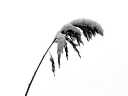 reed branch in the snow on a white background