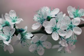 Beautiful white flowers with a green and blue center on a branch