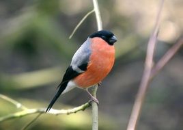 Eurasian Bullfinch in wildlife