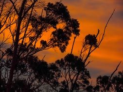 tall trees on the background of orange sunset in South Africa