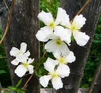 white clematis is climbing plant