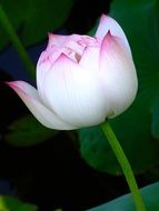 white and pink lotus flower, taiwan