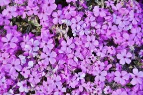 A blanket of pink and purple flowers in the garden