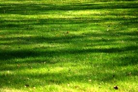 delighting grass nature