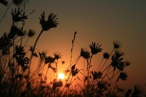 flowers at back light, sunrise