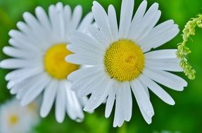daisy flower in spring