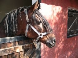 Picture of the brown horse is on a farm