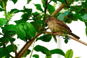 sparrow on a branch of green tree