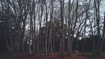 plants wood forest