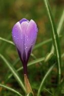 bud of purple crocus in water drops