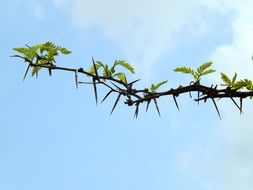 pictue of the tree branch