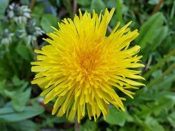 yellow lush dandelion on green grass close up