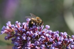 bee on the blossom