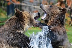 cute grizzly bears playing in water