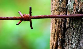rusty old barbed wire