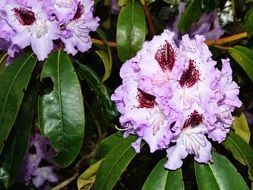 delicate rhododendron flowers