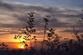 sunset evening cloud sky plant outlines