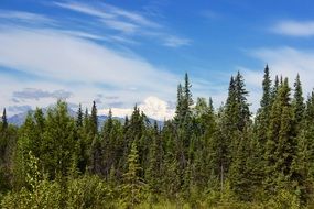 Tops of the pine forest against the sky with white clouds