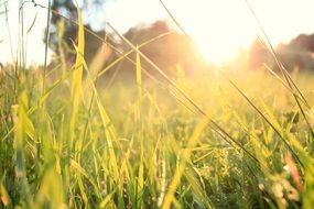 grass blades in backlight at sunset