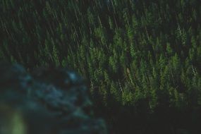 Photo of the forest at night