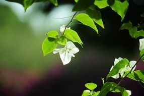 tender green leaves of a tree on a summer day