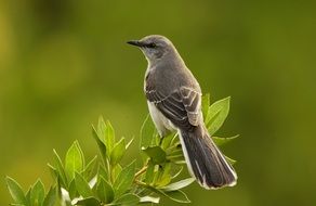 mockingbird sitting on a green plant