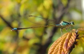 blue dragonfly on a yellow autumn leaf