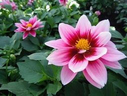 pink dahlia in the garden