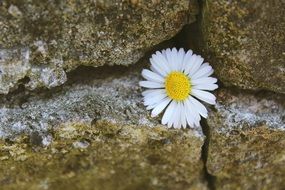 Daisy on the stones