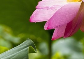 pink lotus petals on a background of green