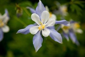 incredibly beautiful columbine flower