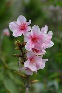 closeup photo of beautiful cherry blossoms in the garden