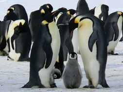 flock of adult emperor penguins with chicks, antarctic