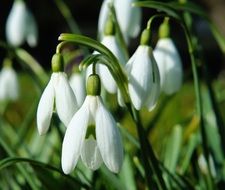 a lot of the beautiful white snowdrops on the field