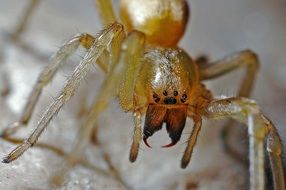 front view of yellow spider, macro