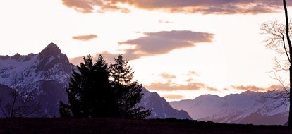 coniferous trees on the background of snowy mountains