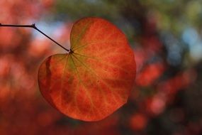 red autumn leaf on blurry background close-up