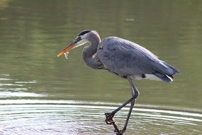 great blue heron is fishing in the pond