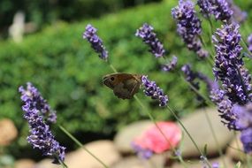 brown butterfly on purple flowers close-up on blurred background