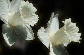 White flowers daffodils on a black background