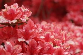 pink azalea flowers