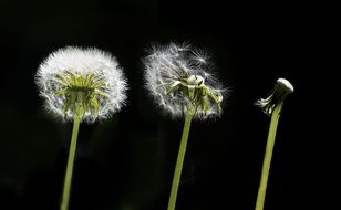 three dandelion flowers