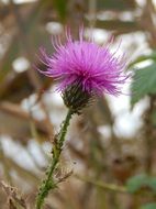 closeup photo of irresistible purple thistle in nature