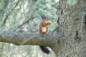 wild squirrel on he tree