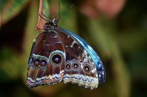 close-up photo of Butterfly with bright spots