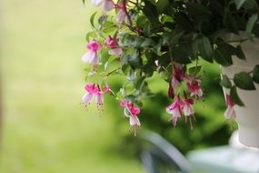 pink flowers of home plant in a pot