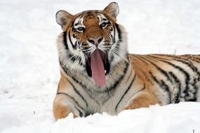 Photo of tiger yawning and lying on a snow