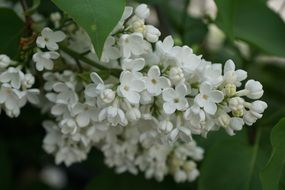 white lilac blooms macro