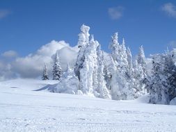 snow trees as mountains