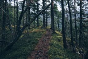 forest footpath between trees dark view